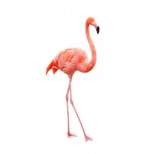 flamingo kinderfeestje